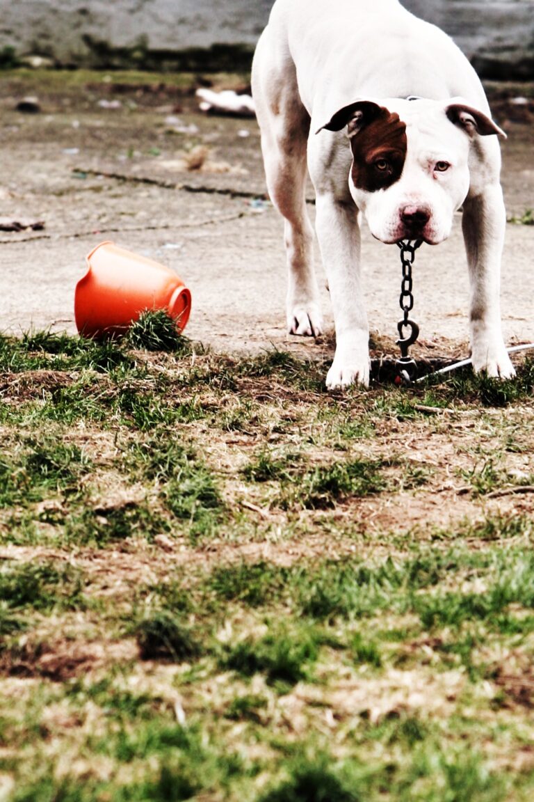 dog on a leash stading by a sidewalk